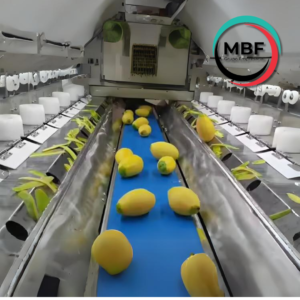 PELADORA AUTOMATICA DE FRUTAS – PEELING